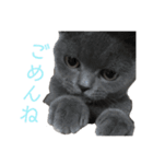 猫さんたち2（個別スタンプ：7）