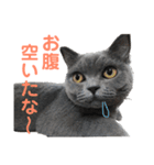 猫さんたち2（個別スタンプ：8）