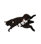 黒猫のオカキとアラレ（個別スタンプ：1）