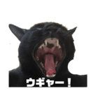黒猫のオカキとアラレ（個別スタンプ：2）