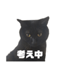 黒猫のオカキとアラレ（個別スタンプ：3）