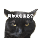 黒猫のオカキとアラレ（個別スタンプ：4）