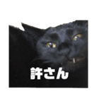 黒猫のオカキとアラレ（個別スタンプ：6）