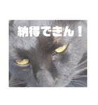 黒猫のオカキとアラレ（個別スタンプ：8）