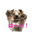 多頭飼い申請中（個別スタンプ：1）