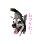 多頭飼い申請中（個別スタンプ：6）