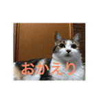 多頭飼い申請中（個別スタンプ：7）