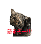 多頭飼い申請中（個別スタンプ：8）
