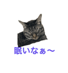 多頭飼い申請中（個別スタンプ：9）