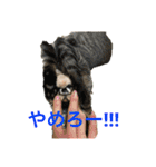 多頭飼い申請中（個別スタンプ：10）