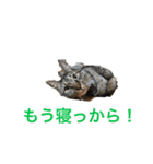 多頭飼い申請中（個別スタンプ：13）