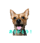 多頭飼い申請中（個別スタンプ：14）