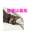多頭飼い申請中（個別スタンプ：15）