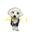 多頭飼い申請中（個別スタンプ：16）