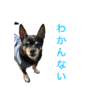 多頭飼い申請中（個別スタンプ：17）