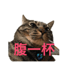 多頭飼い申請中（個別スタンプ：18）