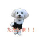多頭飼い申請中（個別スタンプ：19）