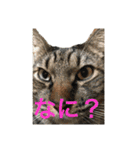 多頭飼い申請中（個別スタンプ：20）