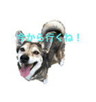 多頭飼い申請中（個別スタンプ：21）