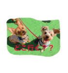 多頭飼い申請中（個別スタンプ：22）