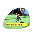 多頭飼い申請中（個別スタンプ：23）