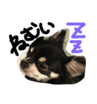 赤ちゃんと愛犬（個別スタンプ：10）