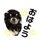 赤ちゃんと愛犬（個別スタンプ：13）
