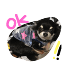 赤ちゃんと愛犬（個別スタンプ：15）