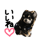 赤ちゃんと愛犬（個別スタンプ：16）