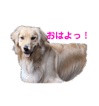 【ゴールデンレトリバー】のスタンプ（個別スタンプ：1）