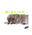 【ゴールデンレトリバー】のスタンプ（個別スタンプ：14）