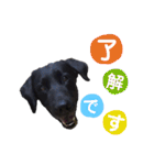 ラブラドール・レトリバー兄弟【日常会話】（個別スタンプ：1）