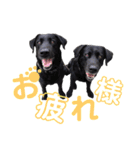 ラブラドール・レトリバー兄弟【日常会話】（個別スタンプ：3）
