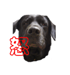 ラブラドール・レトリバー兄弟【日常会話】（個別スタンプ：13）