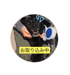 ラブラドール・レトリバー兄弟【日常会話】（個別スタンプ：18）