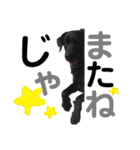 ラブラドール・レトリバー兄弟【日常会話】（個別スタンプ：25）