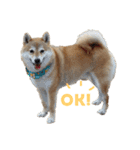 柴犬爽太の挨拶スタンプ（個別スタンプ：1）