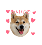 柴犬爽太の挨拶スタンプ（個別スタンプ：2）
