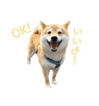 柴犬爽太の挨拶スタンプ（個別スタンプ：3）