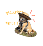 柴犬爽太の挨拶スタンプ（個別スタンプ：4）