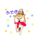 柴犬爽太の挨拶スタンプ（個別スタンプ：5）