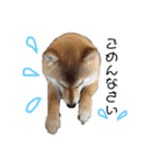 柴犬爽太の挨拶スタンプ（個別スタンプ：6）