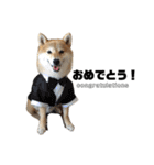 柴犬爽太の挨拶スタンプ（個別スタンプ：7）