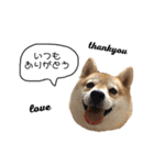 柴犬爽太の挨拶スタンプ（個別スタンプ：8）