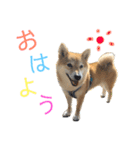 柴犬爽太の挨拶スタンプ（個別スタンプ：9）