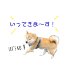 柴犬爽太の挨拶スタンプ（個別スタンプ：10）