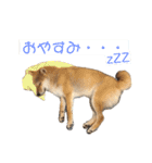 柴犬爽太の挨拶スタンプ（個別スタンプ：11）