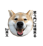 柴犬爽太の挨拶スタンプ（個別スタンプ：13）