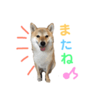 柴犬爽太の挨拶スタンプ（個別スタンプ：14）