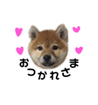 柴犬爽太の挨拶スタンプ（個別スタンプ：16）